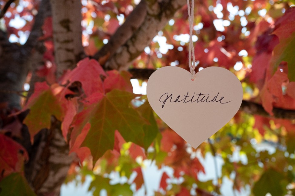 Heart shape ornament with the word gratitude in it hanging on a tree with fall colored leaves. 
