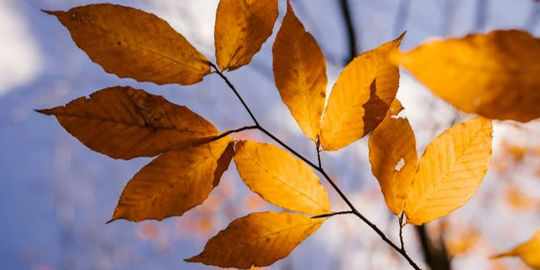 An image of orange fall leaves against a blue sky.