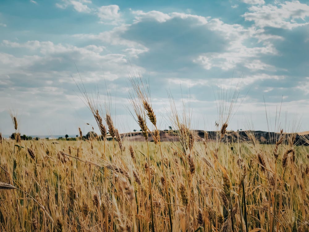 An image of a wheat field under a cloudy sky.