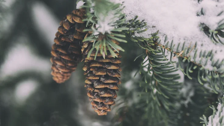 An image of two pinecones on a snowy tree branch.