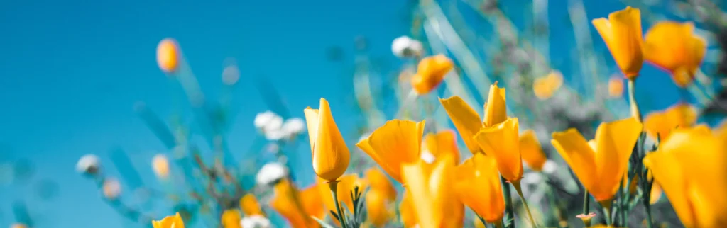 An image of yellow tulips against a blue sky.