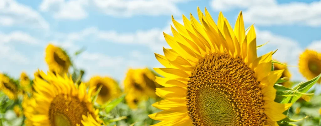 Photo d'un champ de tournesols avec un ciel dégagé en arrière plan.