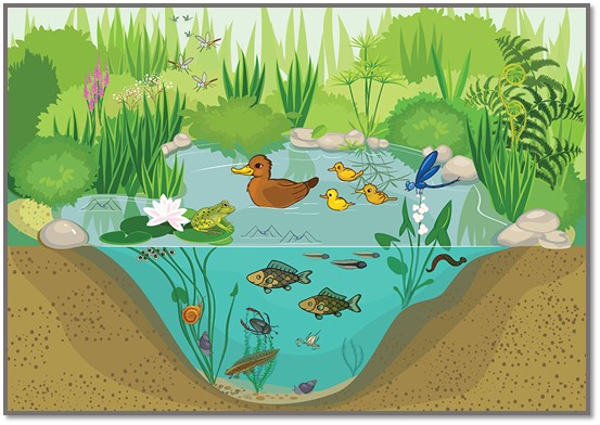 A complex pond ecosystem with a variety of flora and fauna that rely on each other for survival.